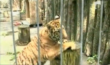 Tigrul Alex din Arad a ajuns la Grădina Zoologică din Târgu Mureş 