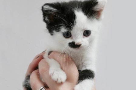 Hitler reîncarnat în pisică: Vezi cum arată Kitler, versiunea felină a Fuhrer-ului