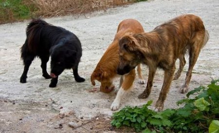 Autorităţile avertizează: Câinii maidanezi devin mai agresivi din cauza caniculei