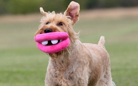 Noul trend în materie de jucării pentru câini: &quot;botoxul&quot; din pluş