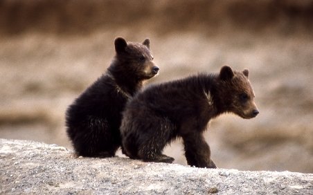 Doi ursuleţi orfani au fost capturaţi în Sinaia şi duşi la un centru special din Harghita
