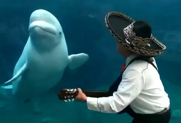O balenă-albă dansează pe serenada unei trupe de mariachi