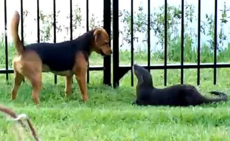 Prietenie neobişnuită: Un câine şi o vidră sunt parteneri nedespărţiţi de joacă