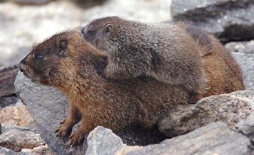 Doi pui de marmotă au venit pe lume la Grădina Zoologică de la Băneasa
