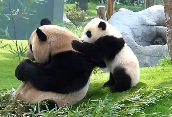 Ce drăguţ! Un pui de panda îşi deranjează mama de la masă ca să se joace