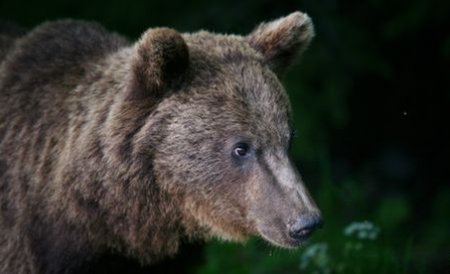 Sinaia. O ursoaică-gunoier de 100 de kilograme, capturată de pădurari