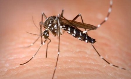 Malarie în Grecia. Turiştii români sunt sfătuiţi să se protejeze împotriva ţânţarilor