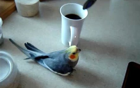 Cum se pregăteşte un papagal să-şi bea cafeaua de dimineaţă