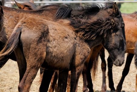 Caii sălbatici de la Letea s-au întors în rezervaţia din Delta Dunării. Proprietarii îi revendică 