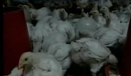 ONU avertizează că gripa aviară ar putea reveni în cursul acestui an