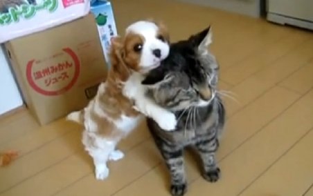 Câinele şi pisica, prieteni la cataramă. Vezi cum se înţeleg împreună