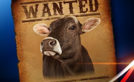 Germania. A fost găsită vaca Yvonne, care a fugit de la stăpânii ei la începutul verii. Vezi povestea ei