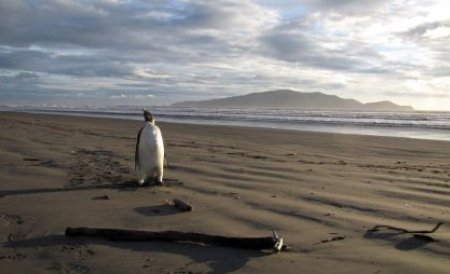 Pinguinul care s-a rătăcit în Noua Zeelandă a fost eliberat în Oceanul Pacific