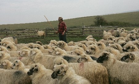 Afacerile cu lână, în continuă ascensiune pe piaţa europeană