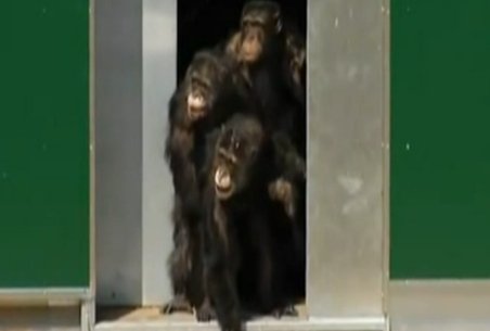 Imagini incredibile. 38 de cimpanzei văd lumina zilei pentru prima oara după 20 de ani. Vezi scenele emoţionante