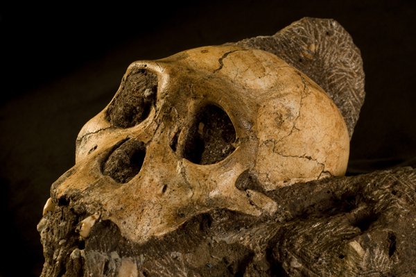 Un schelet de animal, vechi de aproape două milioane de ani, ar putea fi veriga lipsă din evoluţia speciei umane
