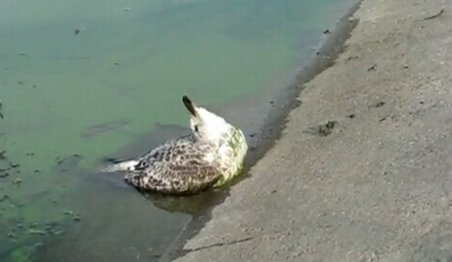 Zeci de păsări au fost găsite moarte pe Lacul Morii din Capitală