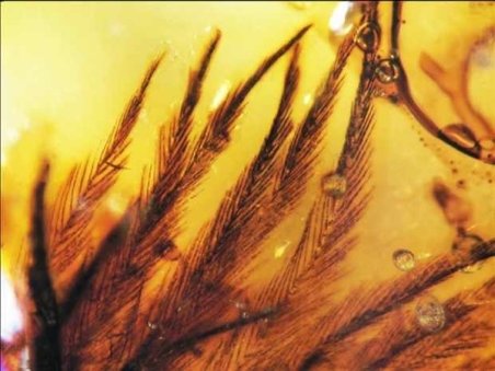 Pene de dinozaur, descoperite în răşină fosilizată, în Canada