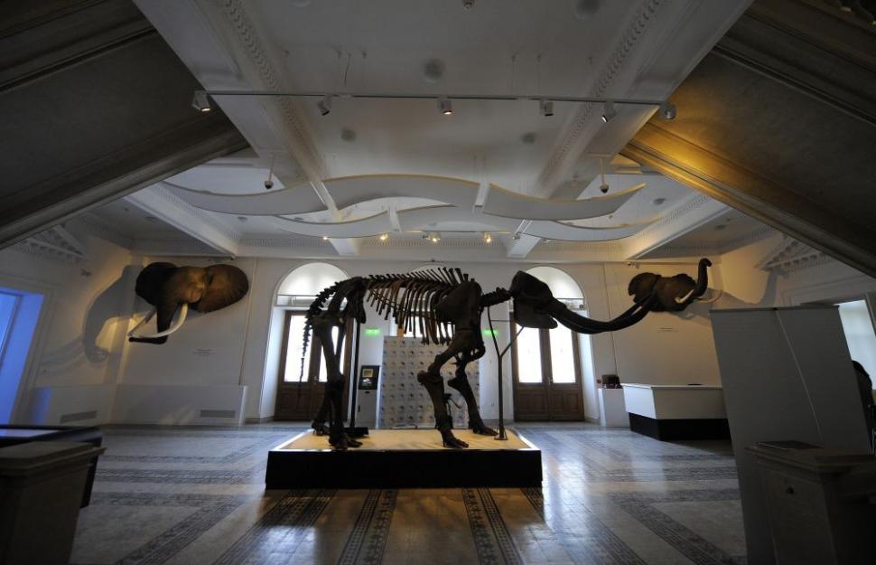 Muzeul Antipa a fost redeschis, după doi ani de renovare şi o investiţie de 12 milioane de euro 108016