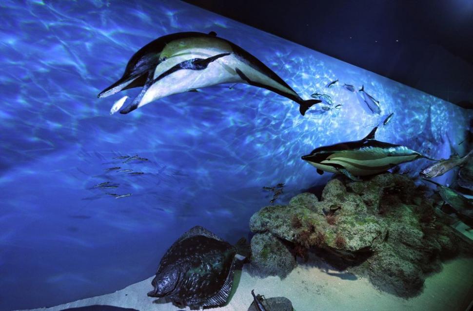 Muzeul Antipa a fost redeschis, după doi ani de renovare şi o investiţie de 12 milioane de euro 108017