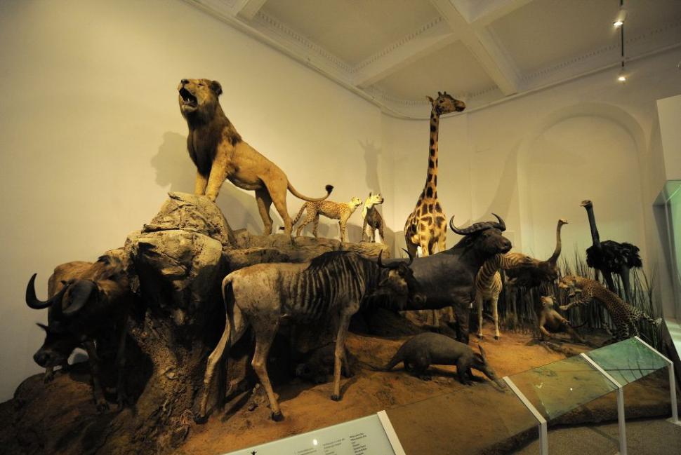 Muzeul Antipa a fost redeschis, după doi ani de renovare şi o investiţie de 12 milioane de euro 108018