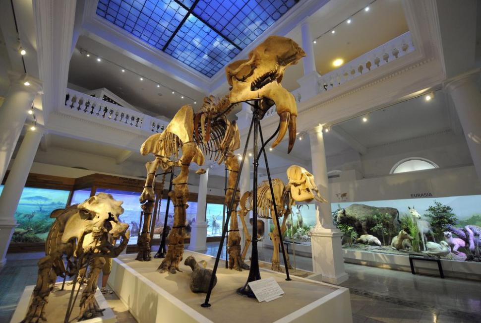 Muzeul Antipa a fost redeschis, după doi ani de renovare şi o investiţie de 12 milioane de euro 108019