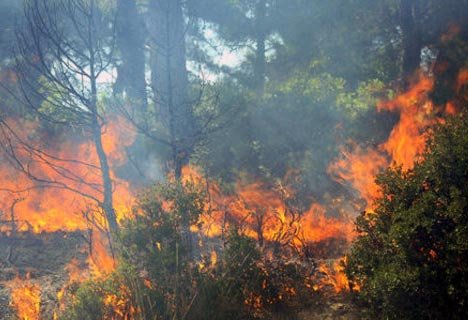 Opt hectare de pădure tânără, cuprinse de flăcări în judeţul Ilfov