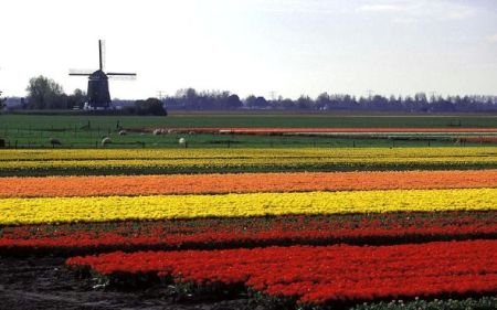 Ministerul Agriculturii: Lalelele olandeze nu conţin bacterii periculoase şi pot fi comercializate