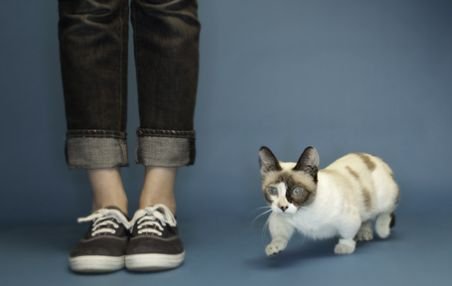 Fizz este cea mai scundă pisică din lume. Are doar 10 centimetri înălţime