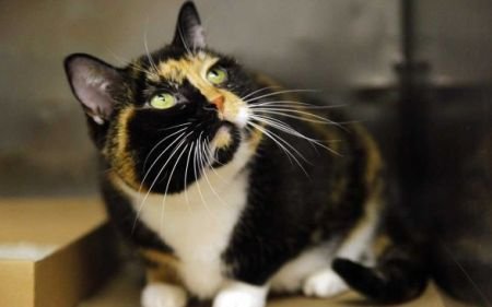 Incredibila poveste a pisicii Willow: S-a pierdut în Colorado şi şi-a găsit familia în New York, după cinci ani