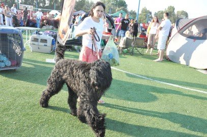 Expoziţie canină cu peste 500 de exemplare la Alba Iulia