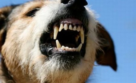 Copil mutilat de câini în Vaslui: Are 30 de răni pe corp