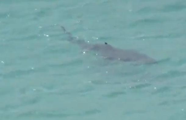 Norocul i-a surâs în cea mai neagră zi din viaţă. Englezul care s-a născut din nou după contactul cu un rechin 109540