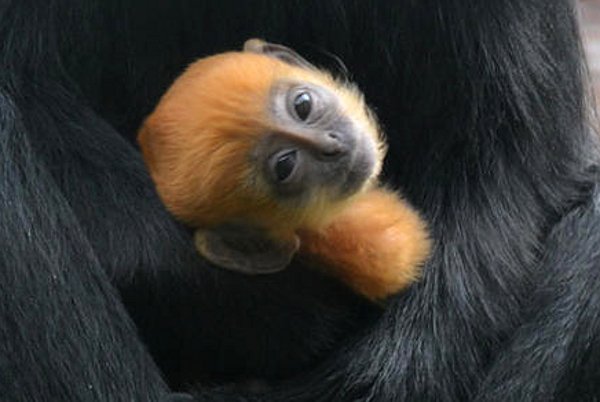 Tango, un pui de maimuţă portocaliu, a devenit vedeta grădinii zoologice din Londra
