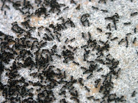 Seceta din Statele Unite a umplut casele americanilor de furnici