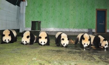 China. 12 pui de urs panda, cazaţi la un centru de cercetare