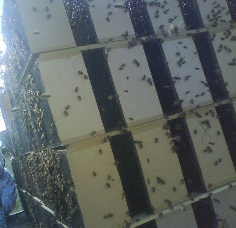 Mai mulţi contrabandişti din Turcia s-au folosit de albine pentru a scăpa de poliţişti 