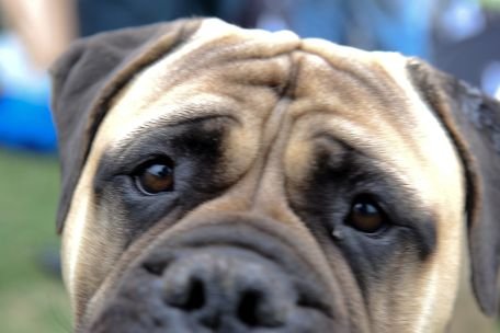 Sute de câini din 16 ţări participă la o competiţie canină, la Arad