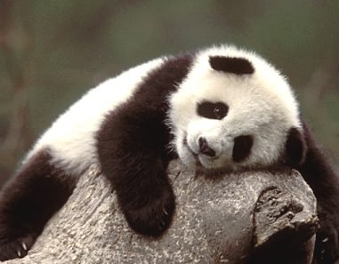 Cum protejează oamenii de ştiinţă din China puii de panda aflaţi în captivitate. Află aici