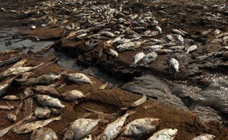 Imagini incredibile la Buzău: Oamenii adună peşte mort dintr-un lac secat