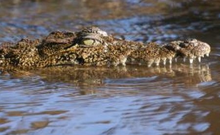 Thailandezii, sub ameninţarea crocodililor: Reptilele au scăpat de la o fermă, din cauza inundaţiilor 