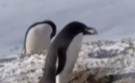 Pinguinul furăcios, prins în flagrant în timp ce-şi jefuia prietenul