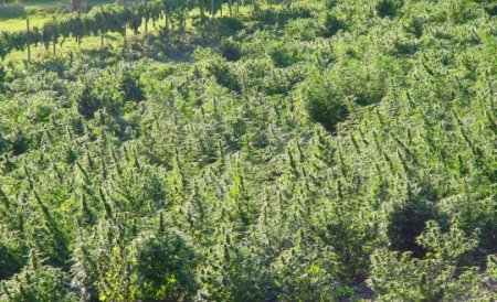 Doi tineri au descoperit afacerea ideală, dar ilegală: Au cultivat adevărate plantaţii de canabis