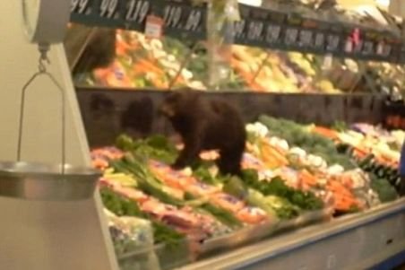 Un pui de urs dă iama în stand-ul de fructe dintr-o alimentară, în Alaska