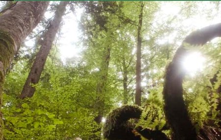 Antena 3, WWF şi prietenii au lansat campania "Salvaţi pădurile virgine"