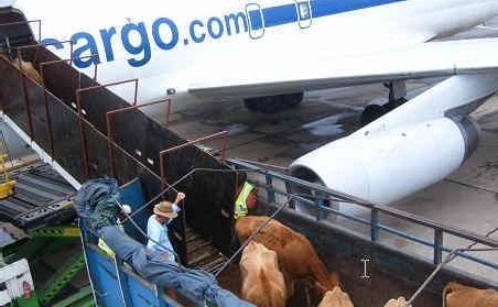 Premieră în România: 70 de vaci aterizează pe Aeroportul din Timişoara
