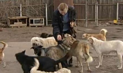 Ucraina „se pregăteşte” de EURO 2012: Mii de câini, împuşcaţi şi aruncaţi în foc de vii