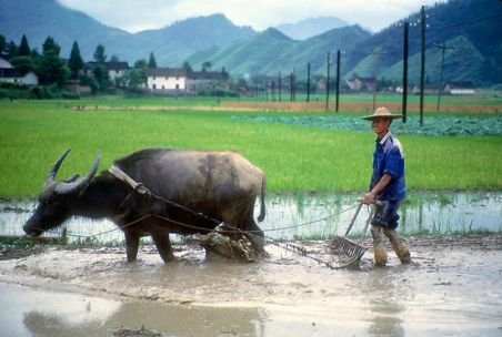 Tailandezii au combinat turismul cu agricultura: Arată turiştilor cum se face agricultura organică