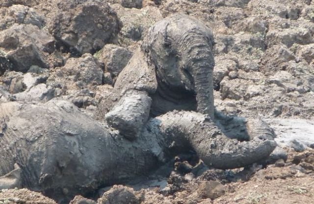 Salvare dramatică a doi elefanţi dintr-o lagună mocirloasă