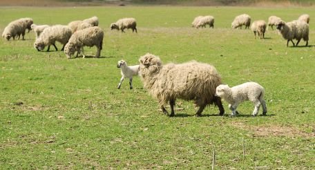 În România se fură maşini, în Bulgaria se fură turme de oi